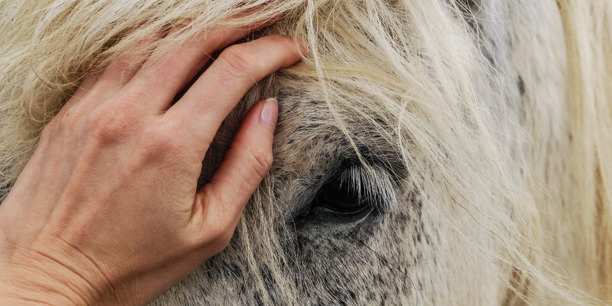 Paardencoaching, methodiek, holi me Paardencoaching, methodiek, holi me